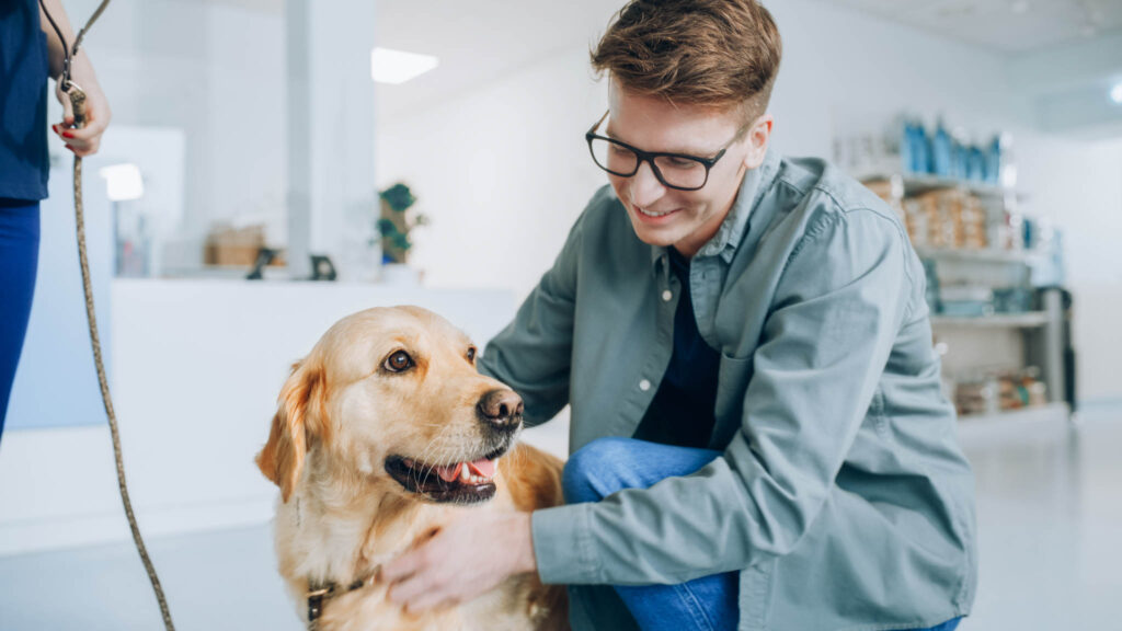 Young Veterinarian Brings a Pet Golden Retriever Back to the Guardian. A Young Man Waiting for His Pet in the Veterinary Clinic Reception Room. Dog is Happy to See the Owner and Get Petted